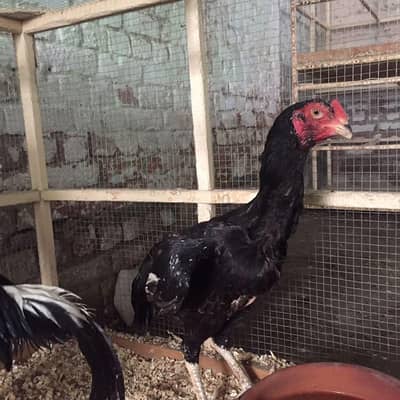shamo one female