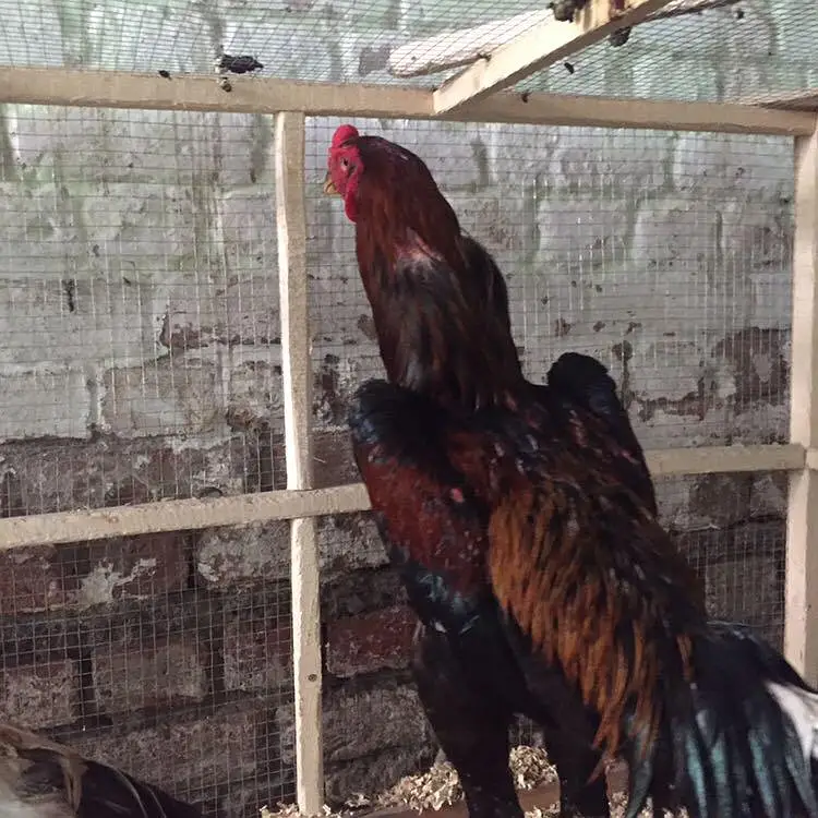 shamo one female — photo 2