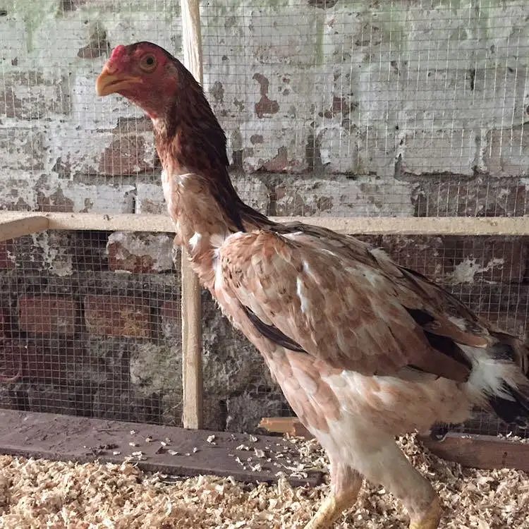 shamo one female — photo 3