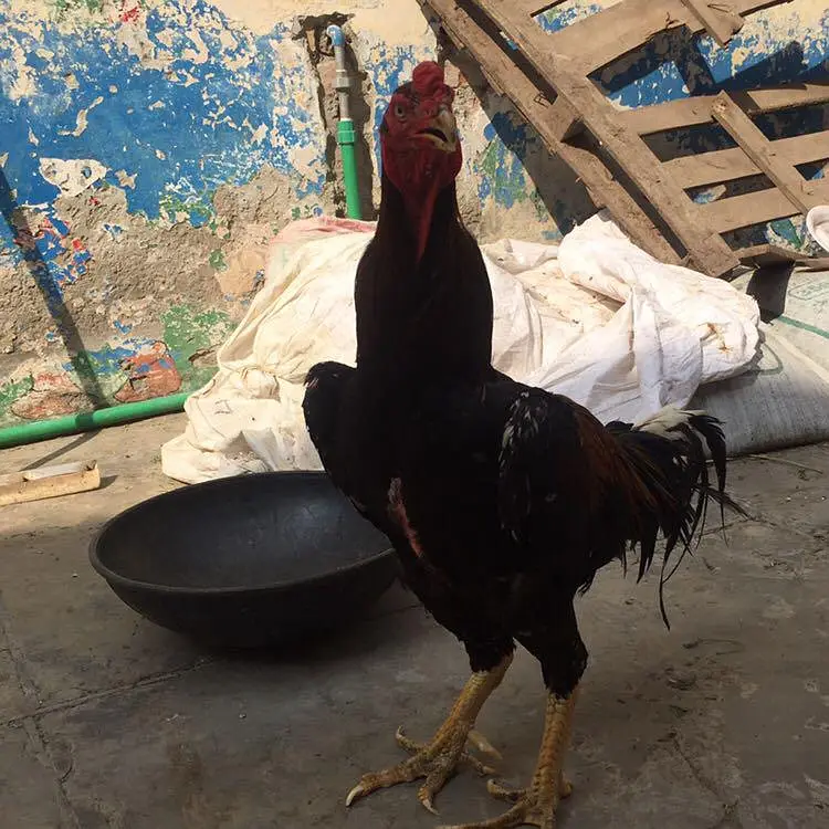 shamo one female — photo 4