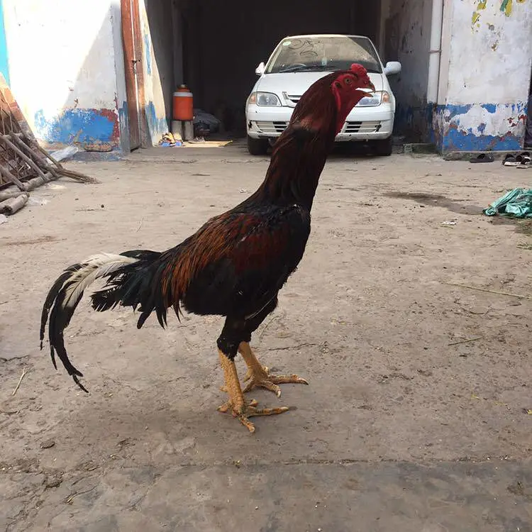 shamo one female — photo 5