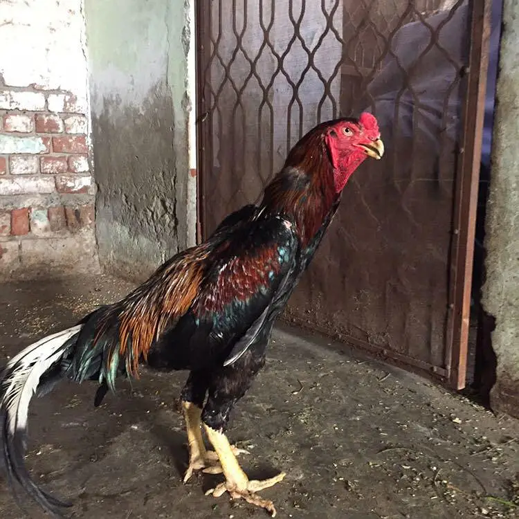 shamo one female — photo 6