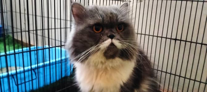 Persian Cat For Mating Only