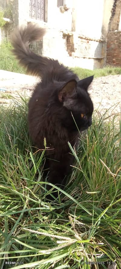 Persian full black cat male hai(03)(23)(19)(28)(90)(1)