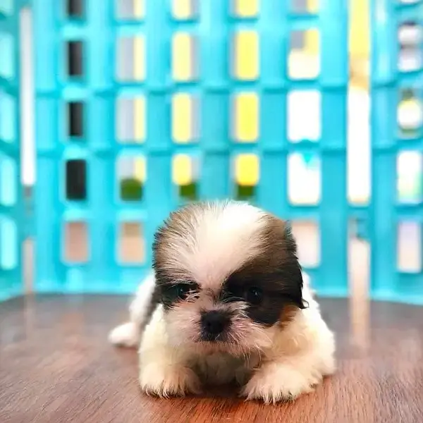 SHIHTZU puppies toy breed teacup Tzu — photo 5