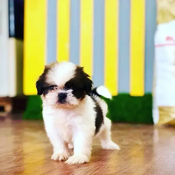SHIHTZU puppies toy breed teacup Tzu — photo 3