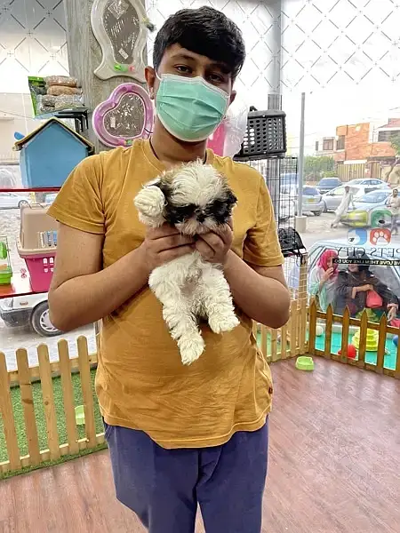 SHIHTZU puppies toy breed teacup Tzu — photo 2