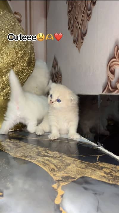 Persian kitten