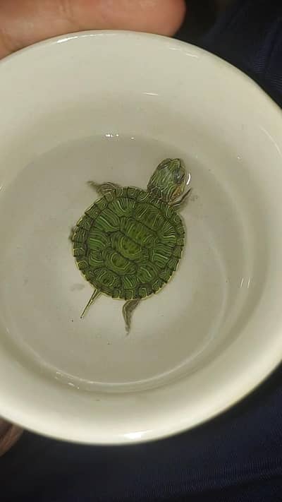Red ear slider turtle