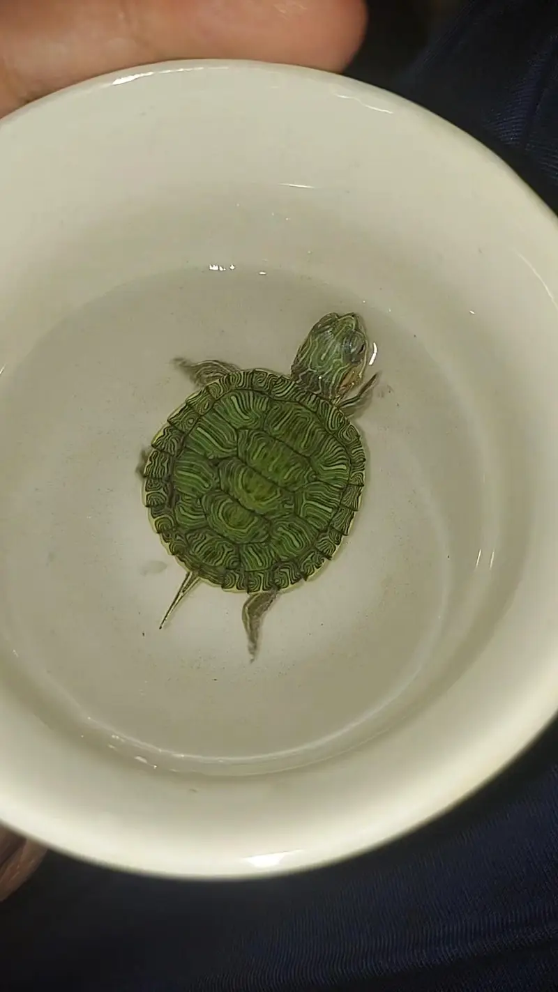 Red ear slider turtle