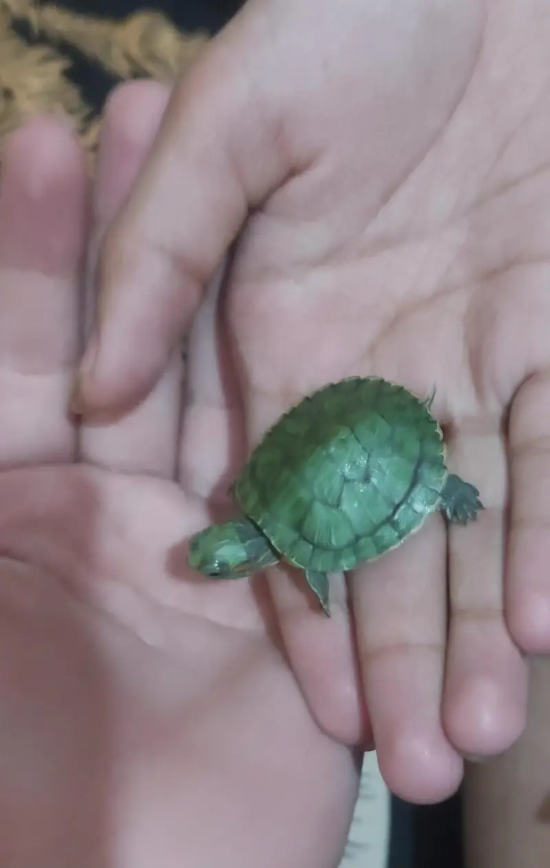 Red ear slider turtle — photo 2