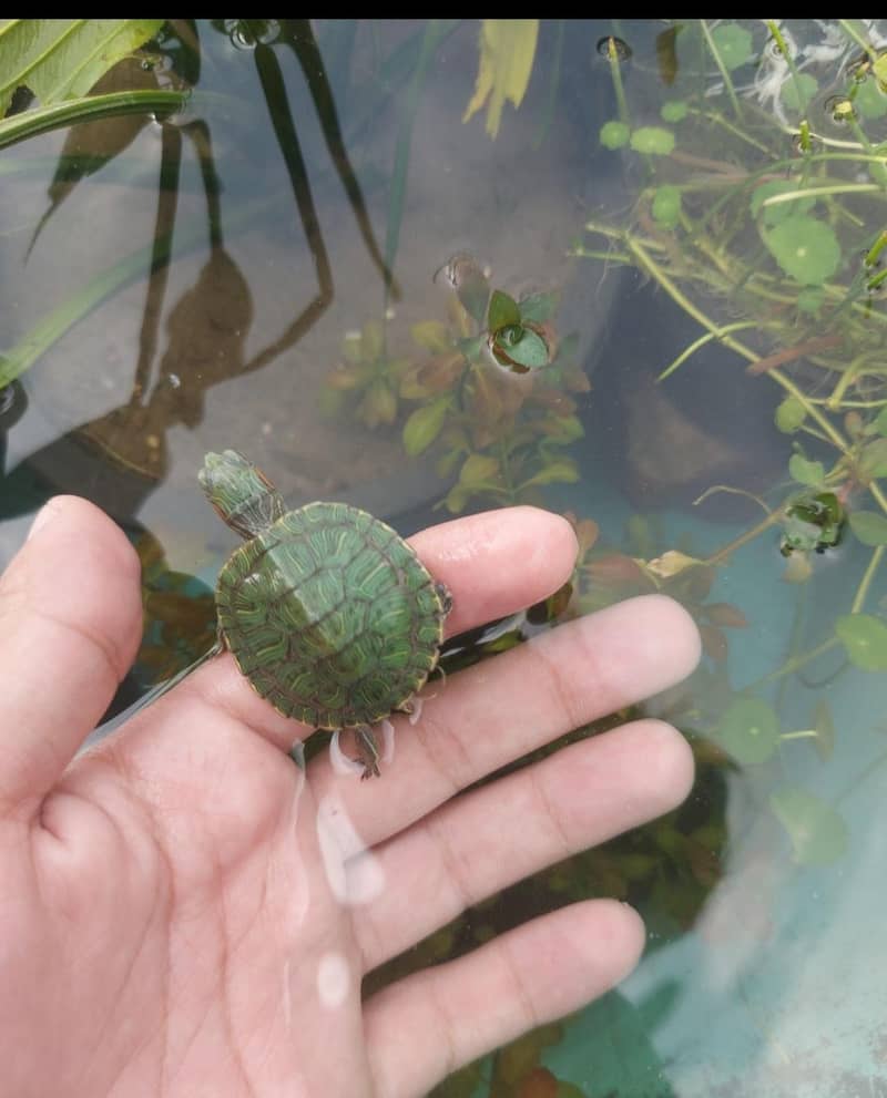 Red ear slider turtle 3