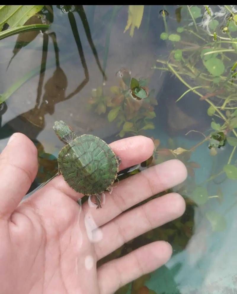 Red ear slider turtle — photo 3