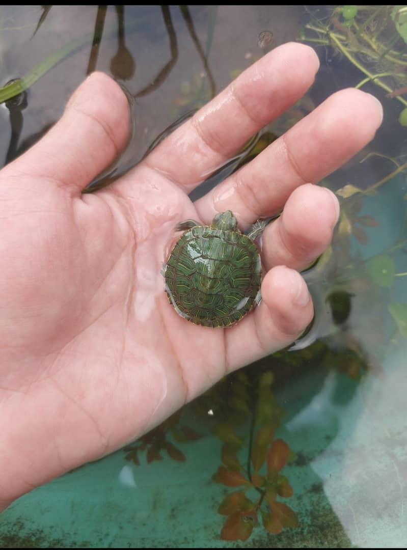 Red ear slider turtle 4