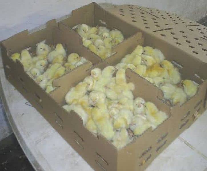 broiler chicks 0