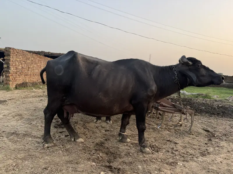 Pure Nilli Ravi cow buffalo — photo 2