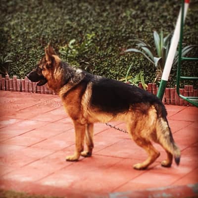 pedigree German shepherd available