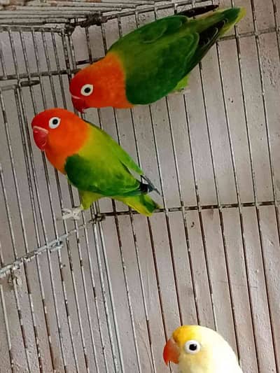 Birds Lover