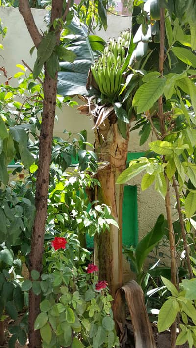 rajaumar 