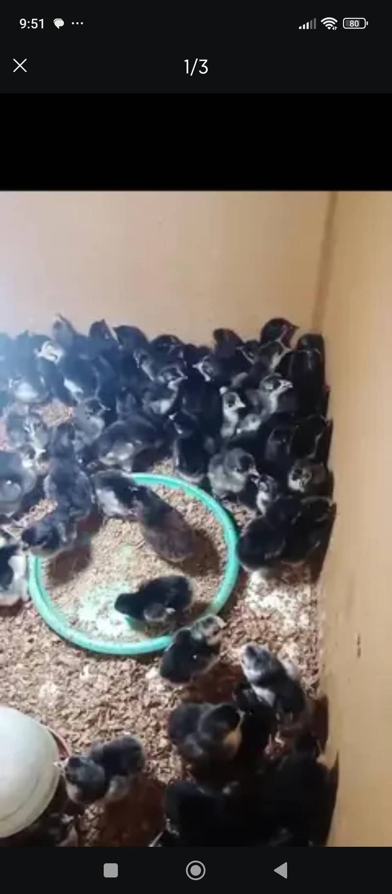 Australorp Chicks Available 0