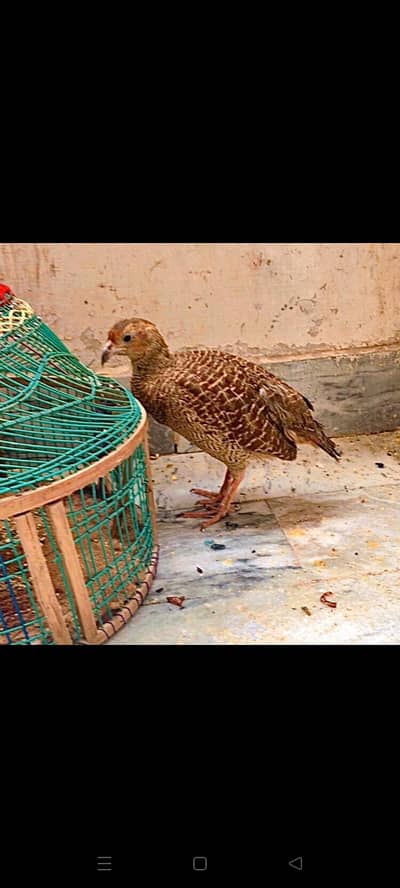 dakhni teeter mail for sale CT pet train hay.