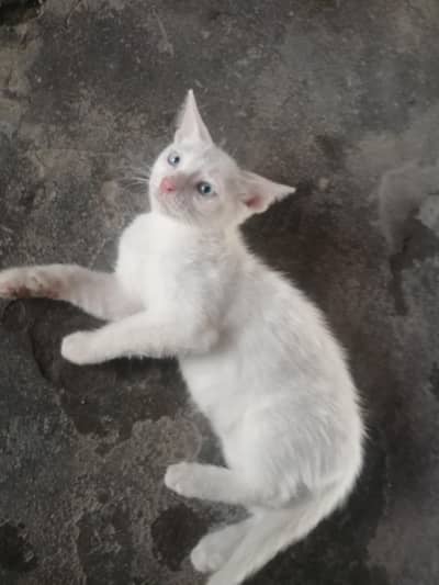 male kitten for sale