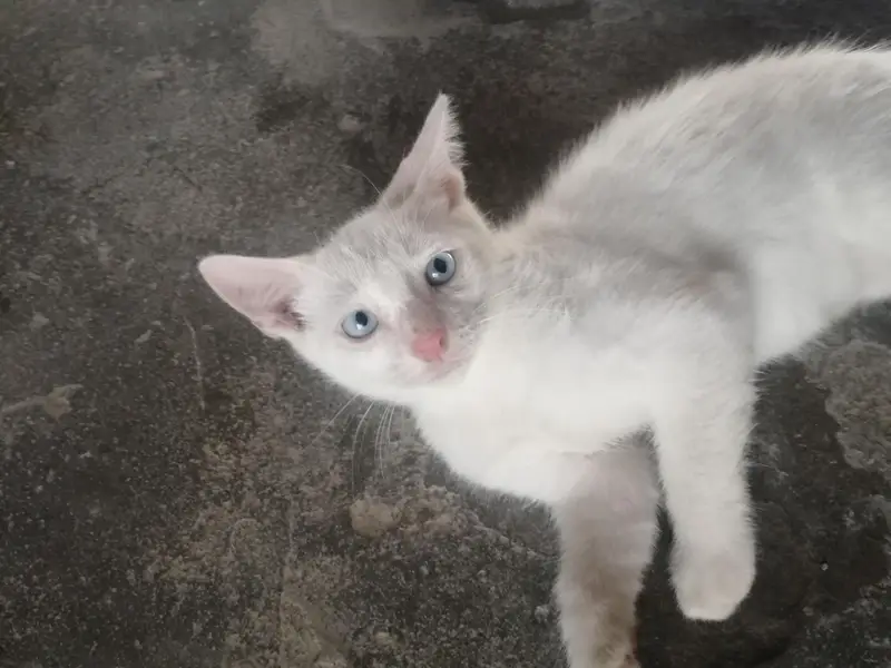 male kitten for sale — photo 2