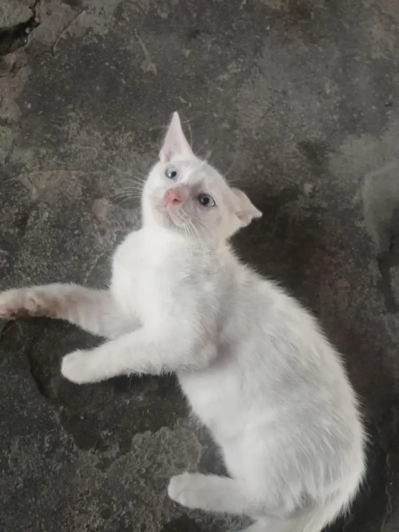 male kitten for sale — photo 3