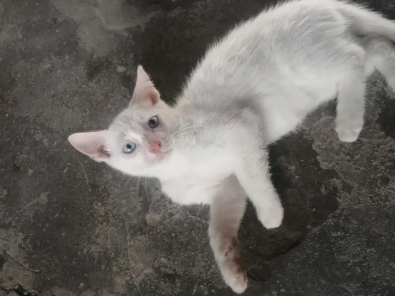 male kitten for sale — photo 4