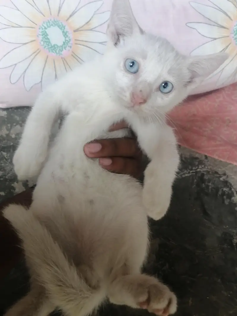 male kitten for sale — photo 5
