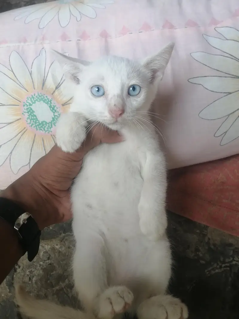 male kitten for sale — photo 6