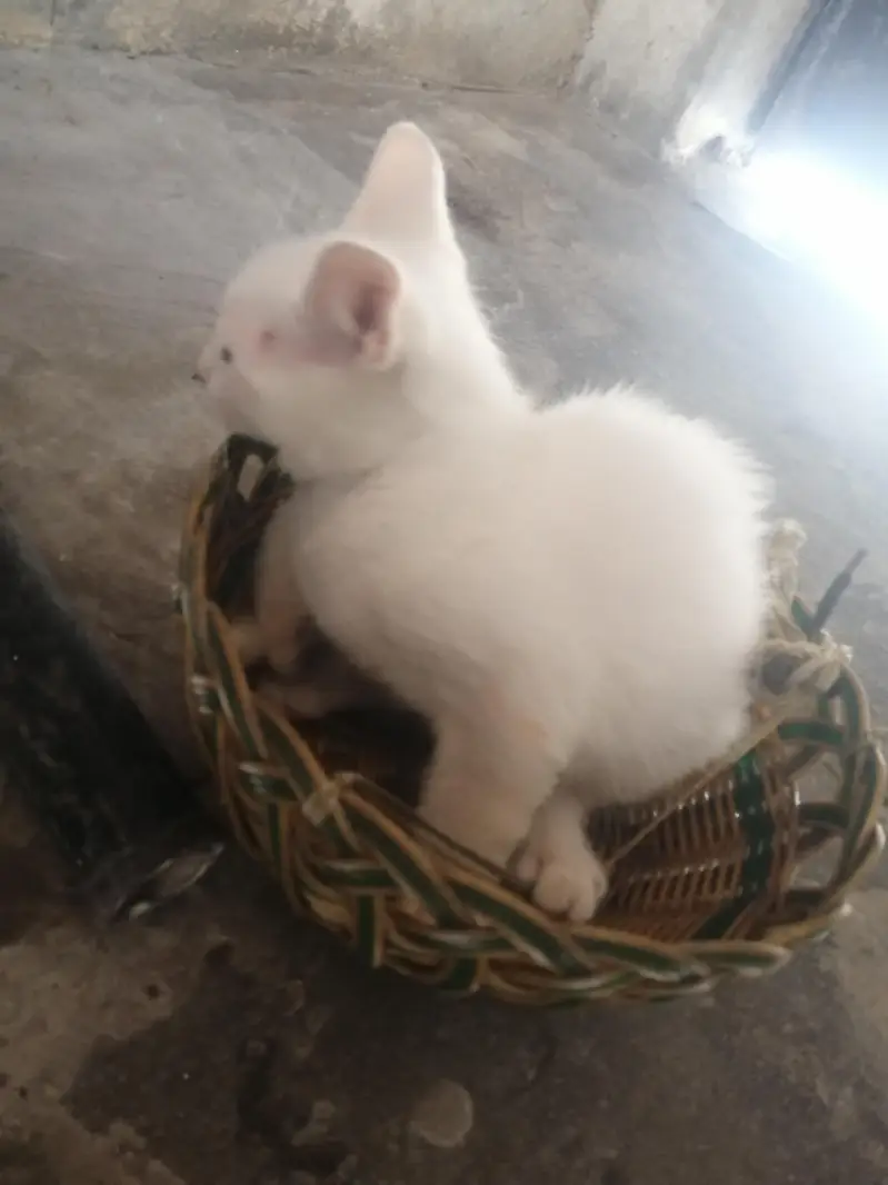 male kitten for sale — photo 7