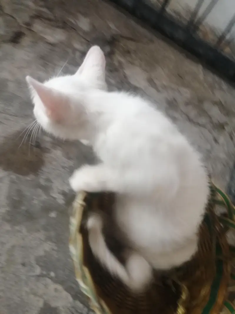 male kitten for sale — photo 8