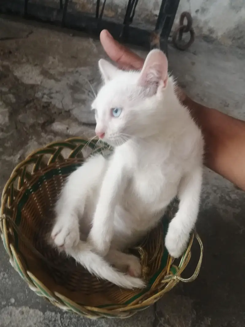 male kitten for sale — photo 9