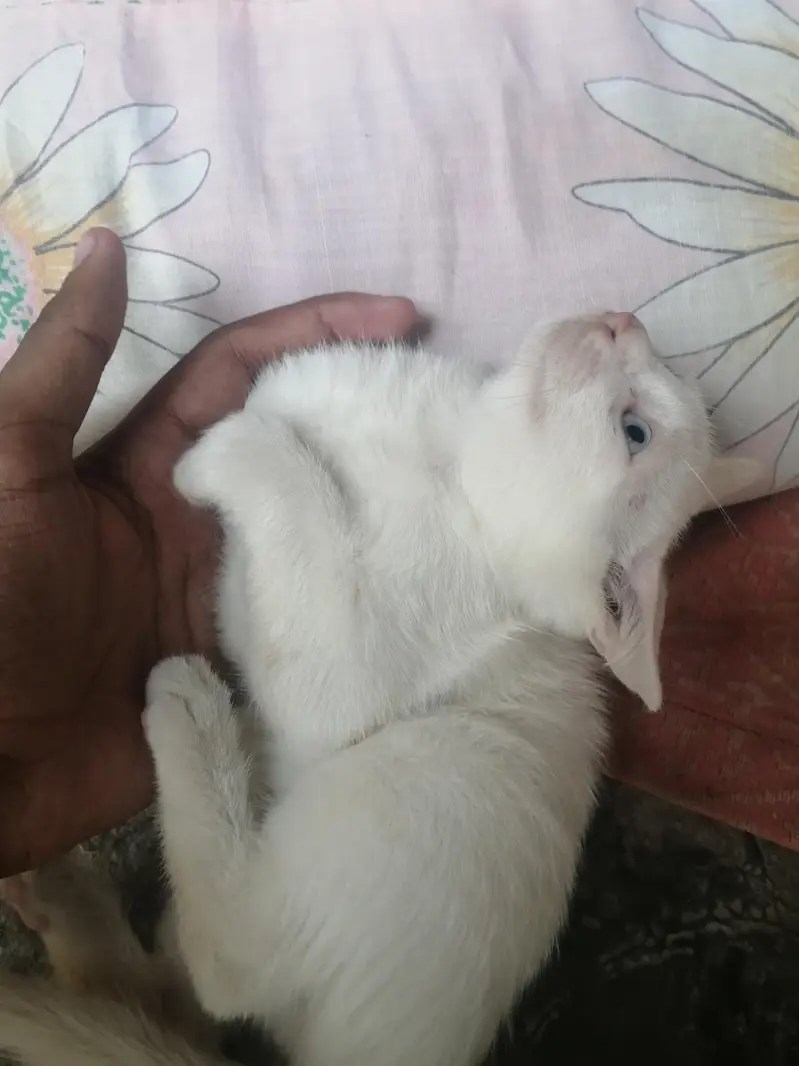 male kitten for sale — photo 10