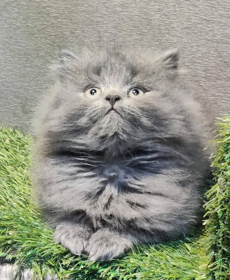 Grey color kitten. available for sale - Cats - 1106390712