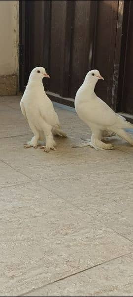 fancy pigeon/ghubra pigeon 1