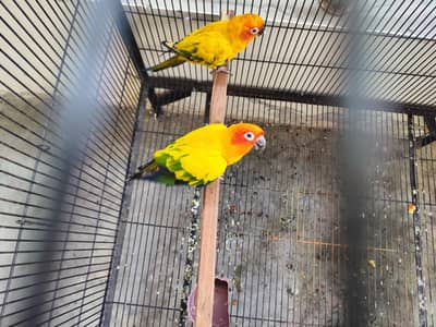 Sun Conure High Red Factor