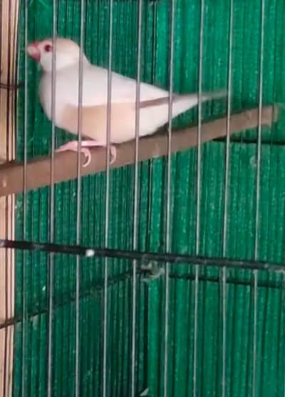 white java silver java opal java fawn java - Finches - 1106406932