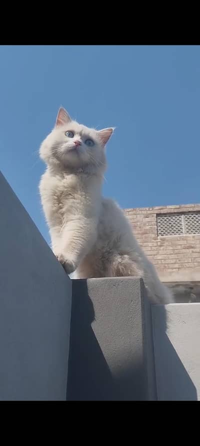 White Persian Male Cat