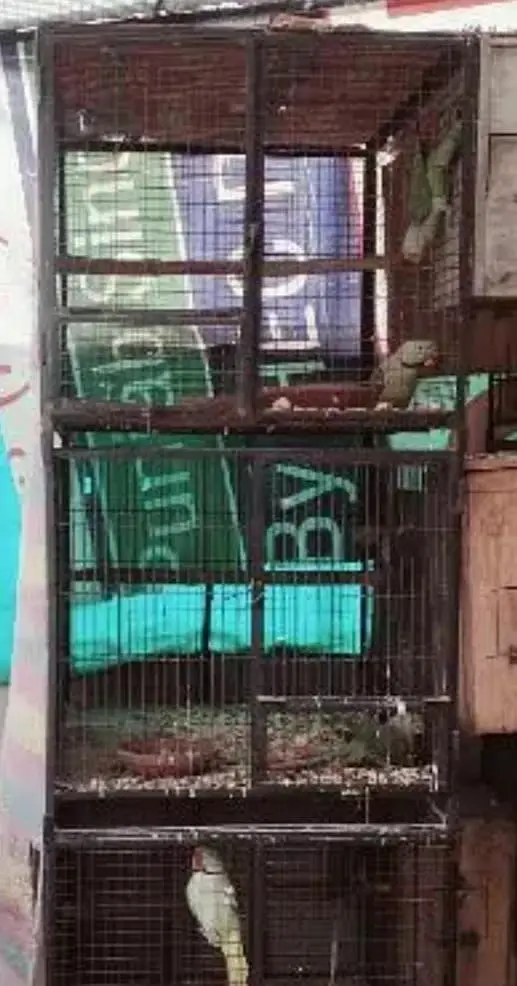 cage parrot