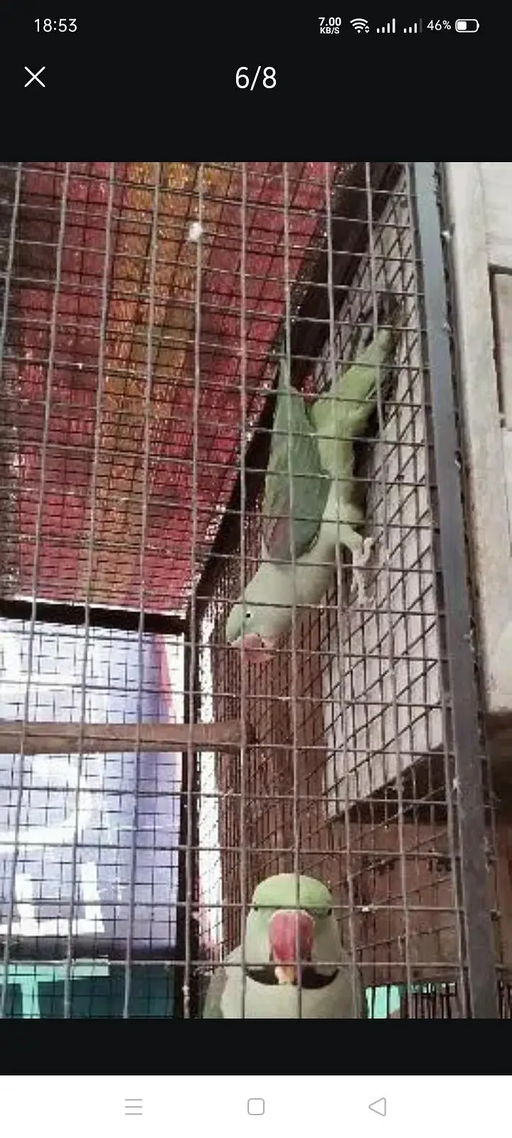 cage parrot — photo 2