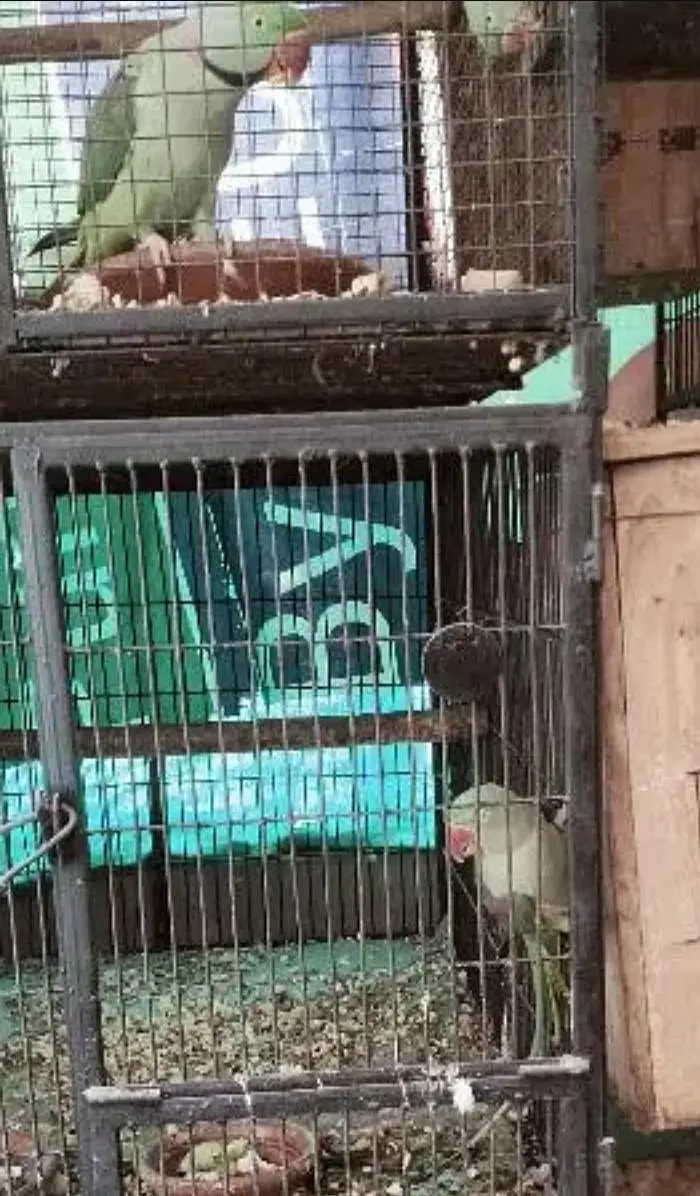 cage parrot — photo 3