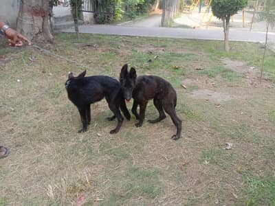 black germanShepherd  available for