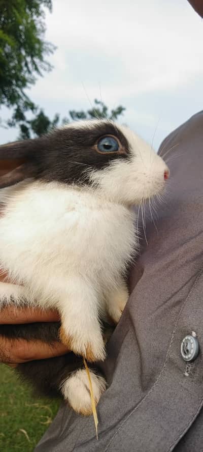 Cute And Fulffy Rabbits, Male\Female, 3 Months Old.