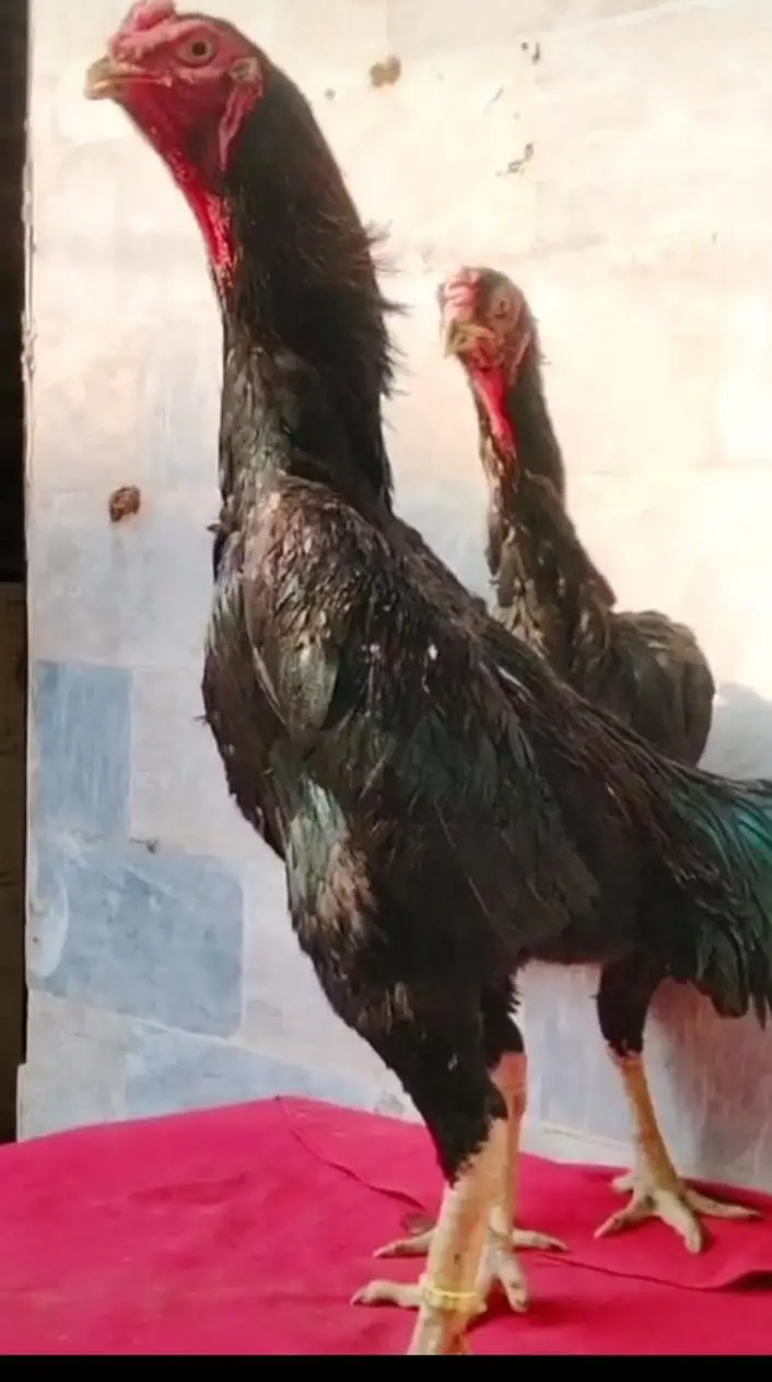 Black shamoo  and white shamo chicks | Oh shamo | shamo egg  | Chicks — photo 3