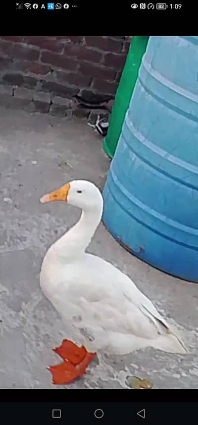 Long Neck duck