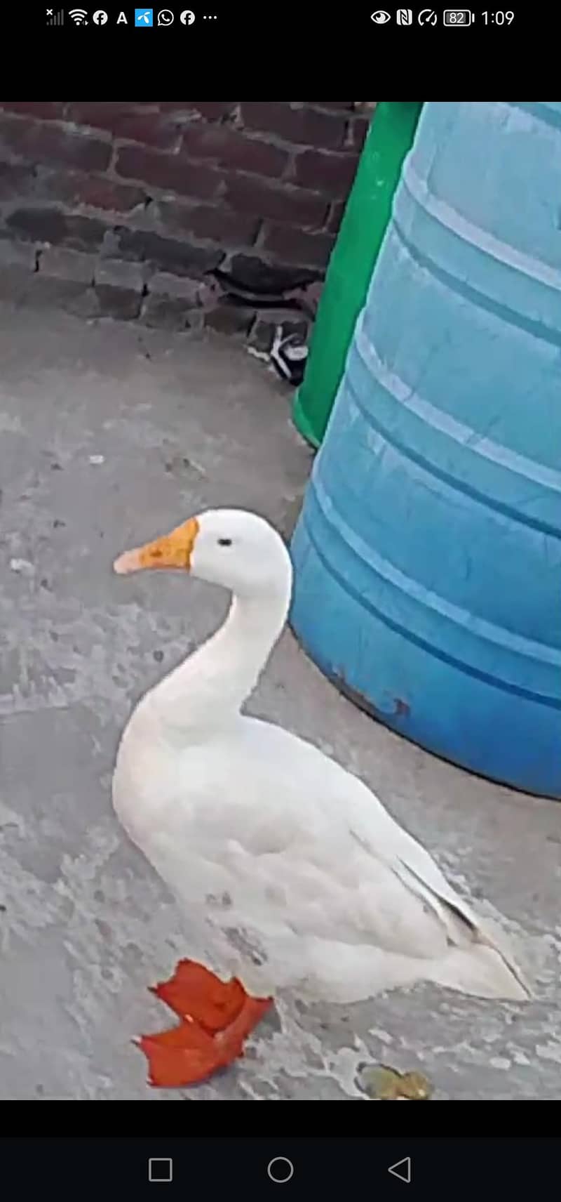 Long Neck duck 0