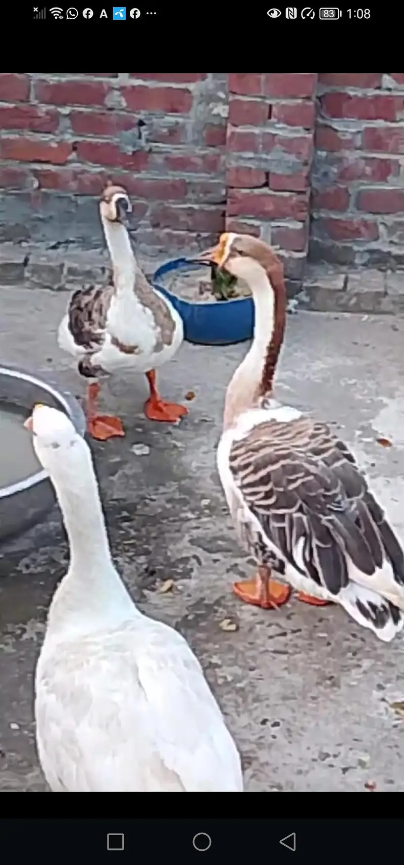 Long Neck duck — photo 2
