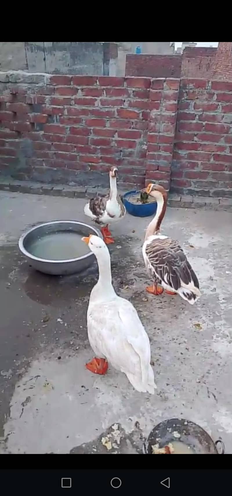 Long Neck duck 2